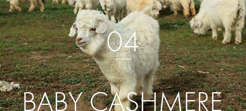 01.regular cashmere