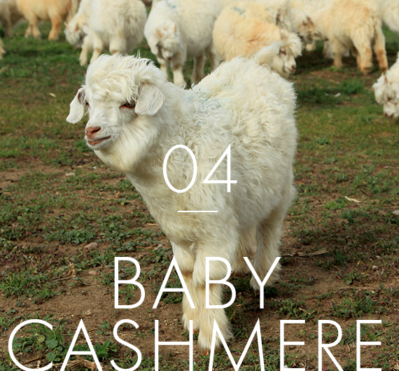 01.regular cashmere