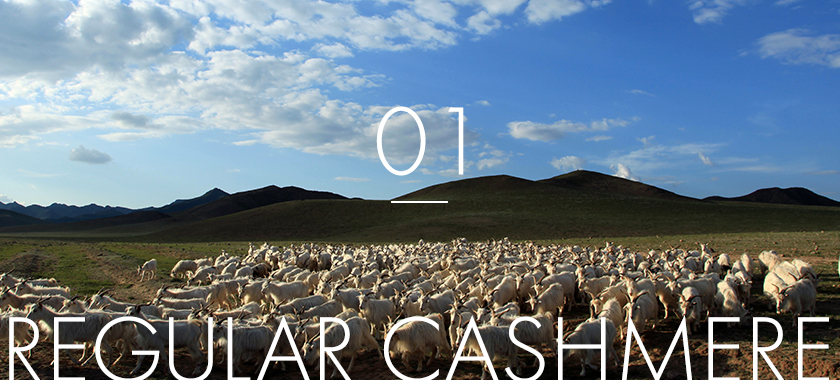 01.regular cashmere