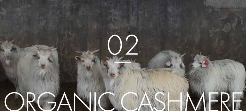 02.organic cashmere