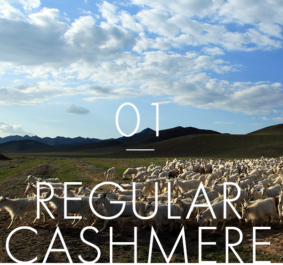 01.regular cashmere