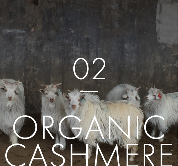 02.organic cashmere